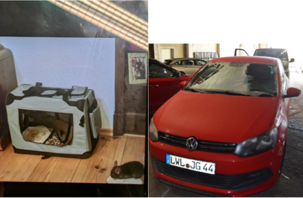 Bilder von Tier-Tasche-PKW