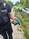 Schildkröte Stralsund