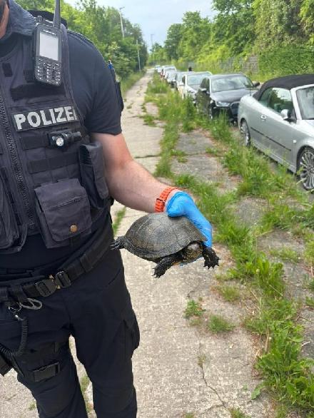 Schildkröte Stralsund