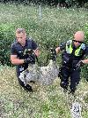 Die Polizeibeamten konnten das erschöpfte aber unverletzte Tier bei einer anderen Schafsherde unterbringen.
