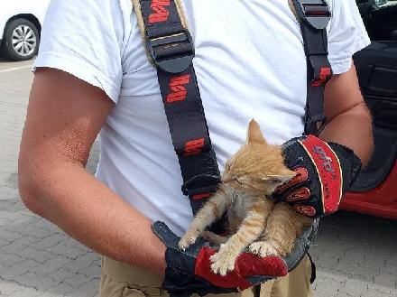 Das kleine Kätzchen nach seiner Rettung